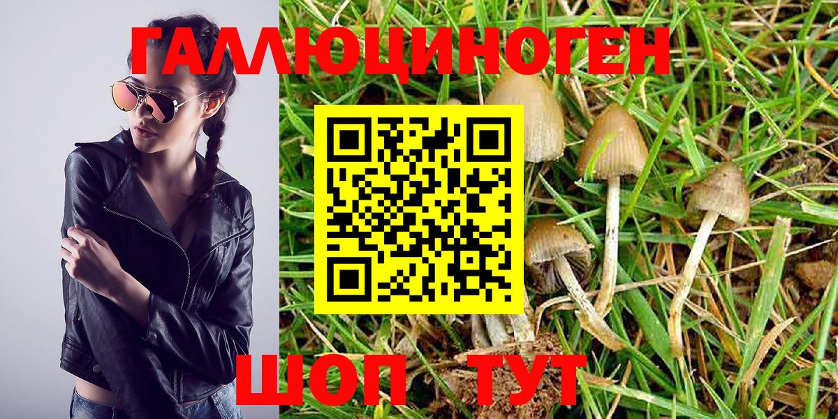 Черняховск  Псилоцибиновые грибы Magic Shrooms  Вход с VPN 
